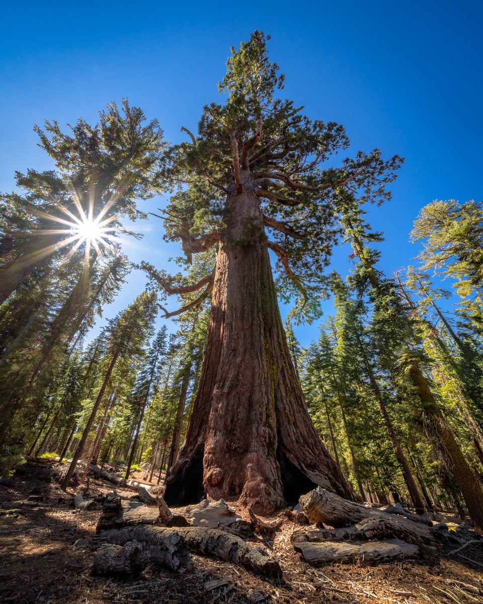 jpg/Alpha-Universe-WIMB-Michael-Hollender-sequoiatree-1200_boundsm7mreo.jpg?height=1200&fit=bounds