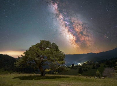 “The old oak tree, Gela, Bulgaria.”