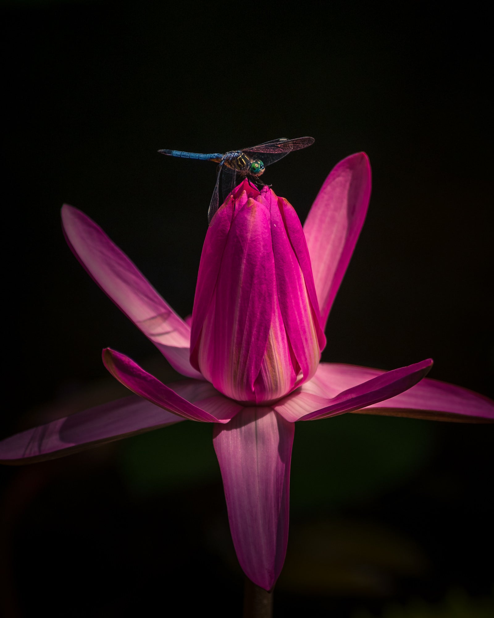 Photo by Mike Meyers. Sony Alpha 1. Sony 70-200mm f/2.8 G Master II. 1/2000-sec., f/2.8, ISO 100
