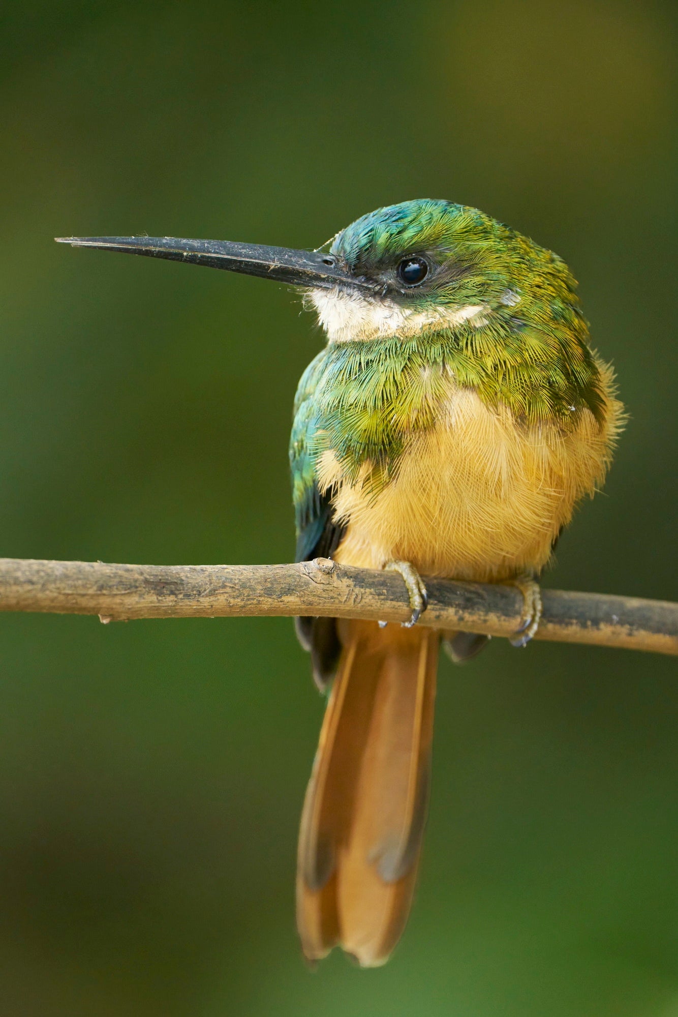 Photo by Miry Fidalgo. Sony Alpha 7R V. Sony 200-600mm f/5.6&ndash;6.3 G. 1/640-sec., f/6.3, ISO 2500