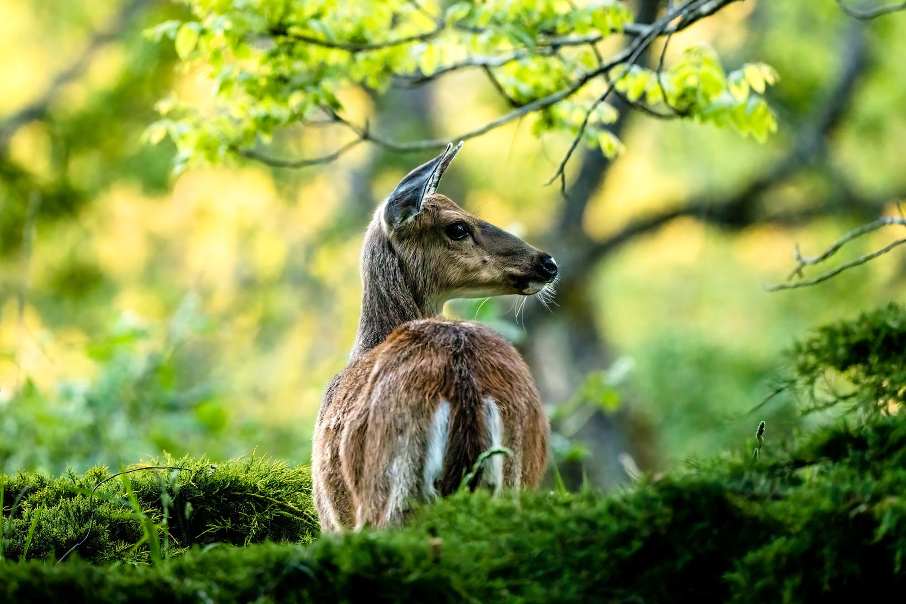 jpg/Alpha-Universe-WIMB-Mya-Van-Woudenberg-Deer-1200_boundsrnmeme.jpg?height=1200&fit=bounds