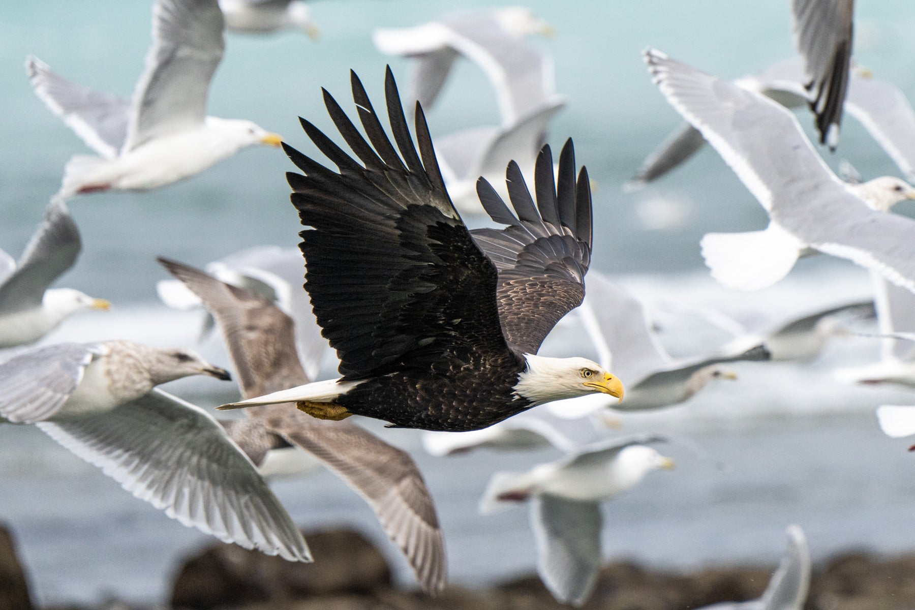 jpg/Alpha-Universe-WIMB-Mya-Van-Woudenberg-Eagle-Gulls-1200_bounds2jjla9.jpg?height=1200&fit=bounds