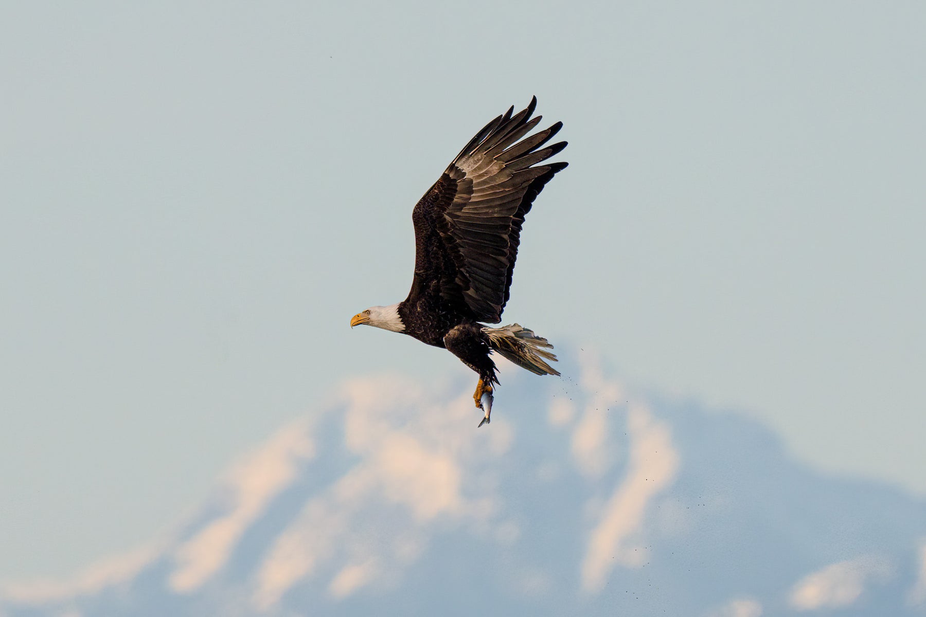 jpg/Alpha-Universe-WIMB-Mya-Van-Woudenberg-Eagle-Mountain-1200_boundswzmfd8.jpg?height=1200&fit=bounds