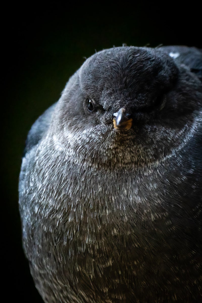 jpg/Alpha-Universe-WIMB-Mya-Van-Woudenberg-Gear-American-Dipper-1200_boundsz3pocx.jpg?height=1200&fit=bounds