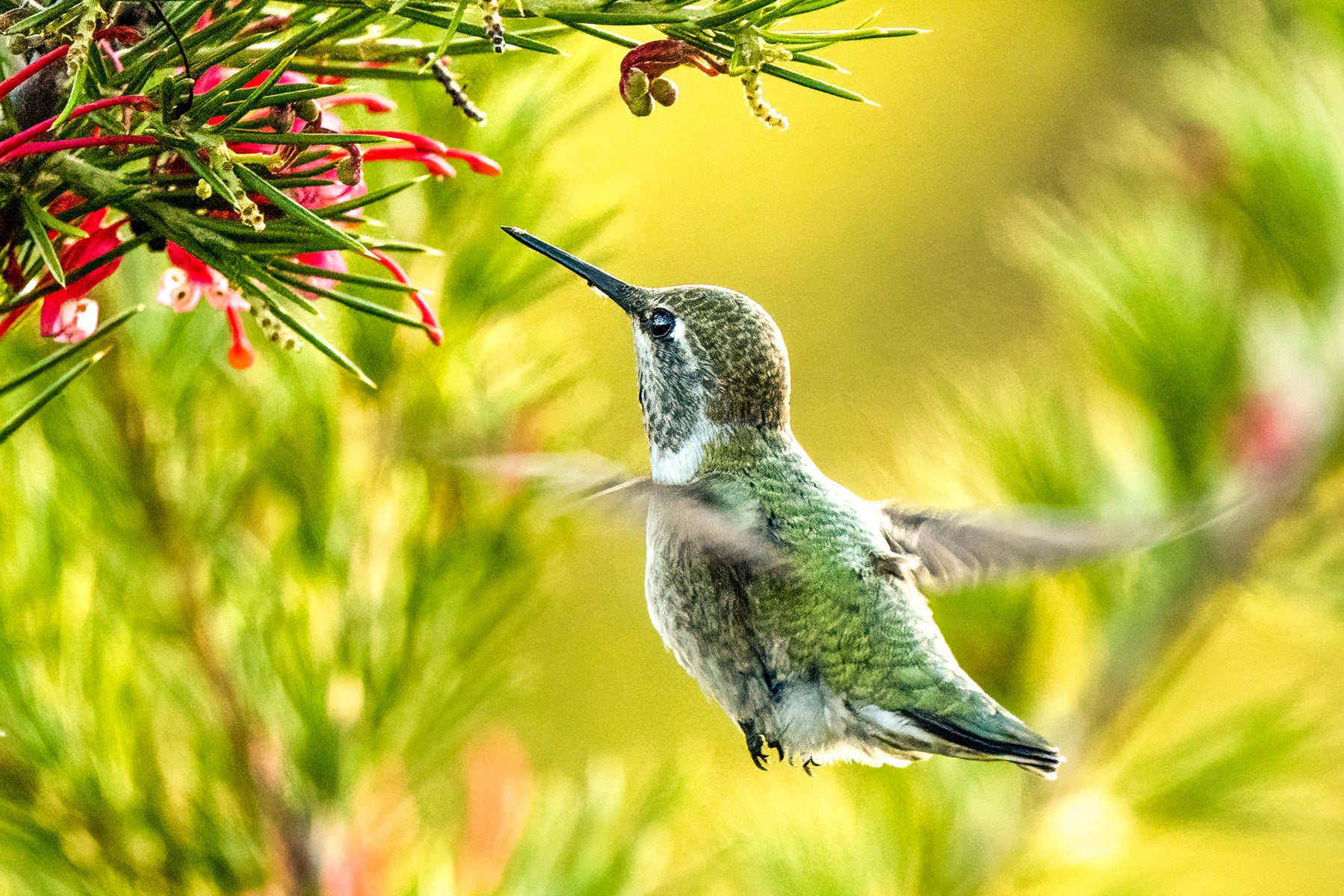 jpg/Alpha-Universe-WIMB-Mya-Van-Woudenberg-Hummingbird-1200_boundsofu6s7.jpg?height=1200&fit=bounds