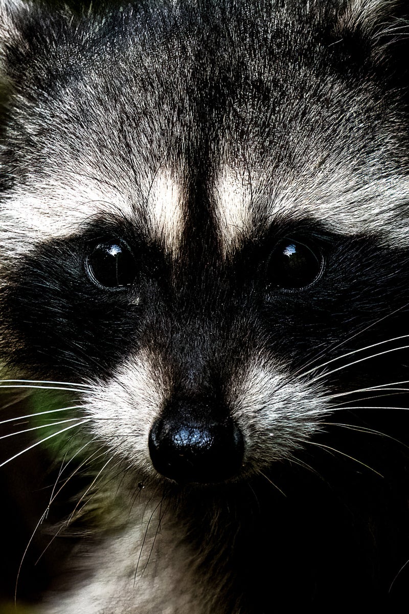 jpg/Alpha-Universe-WIMB-Mya-Van-Woudenberg-Raccoon-1200_boundsx27jc6.jpg?height=1200&fit=bounds