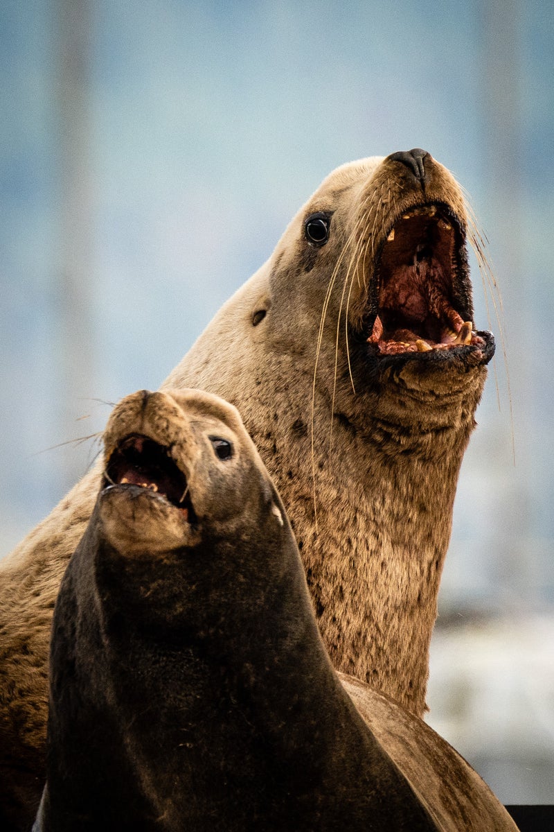 jpg/Alpha-Universe-WIMB-Mya-Van-Woudenberg-Sea-Lions-1200_boundsotdg7z.jpg?height=1200&fit=bounds