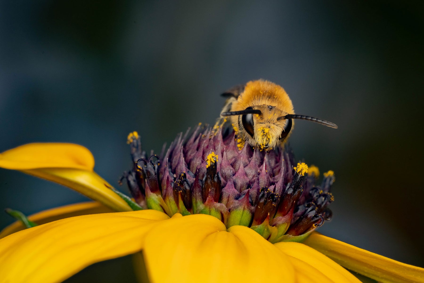 jpg/Alpha-Universe-WIMB-Nadja-Baumgartner-Colletes_hederae-1200_boundsy9lsmj.jpg?height=1200&fit=bounds