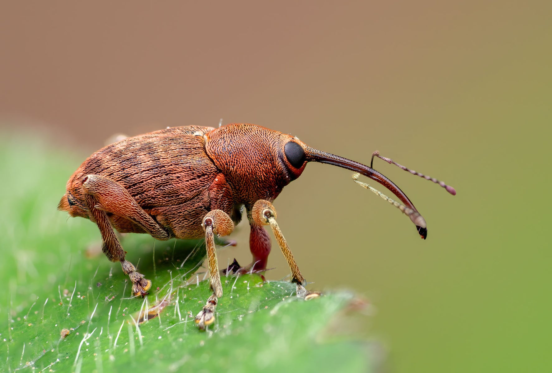 jpg/Alpha-Universe-WIMB-Nadja-Baumgartner-Curculio_Stack-1200_boundspsatj1.jpg?height=1200&fit=bounds