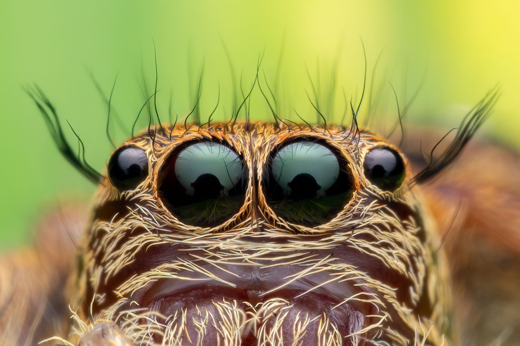 jpg/Alpha-Universe-WIMB-Nadja-Baumgartner-Hyllus_garfield-1200_boundsnuciyp.jpg?height=1200&fit=bounds