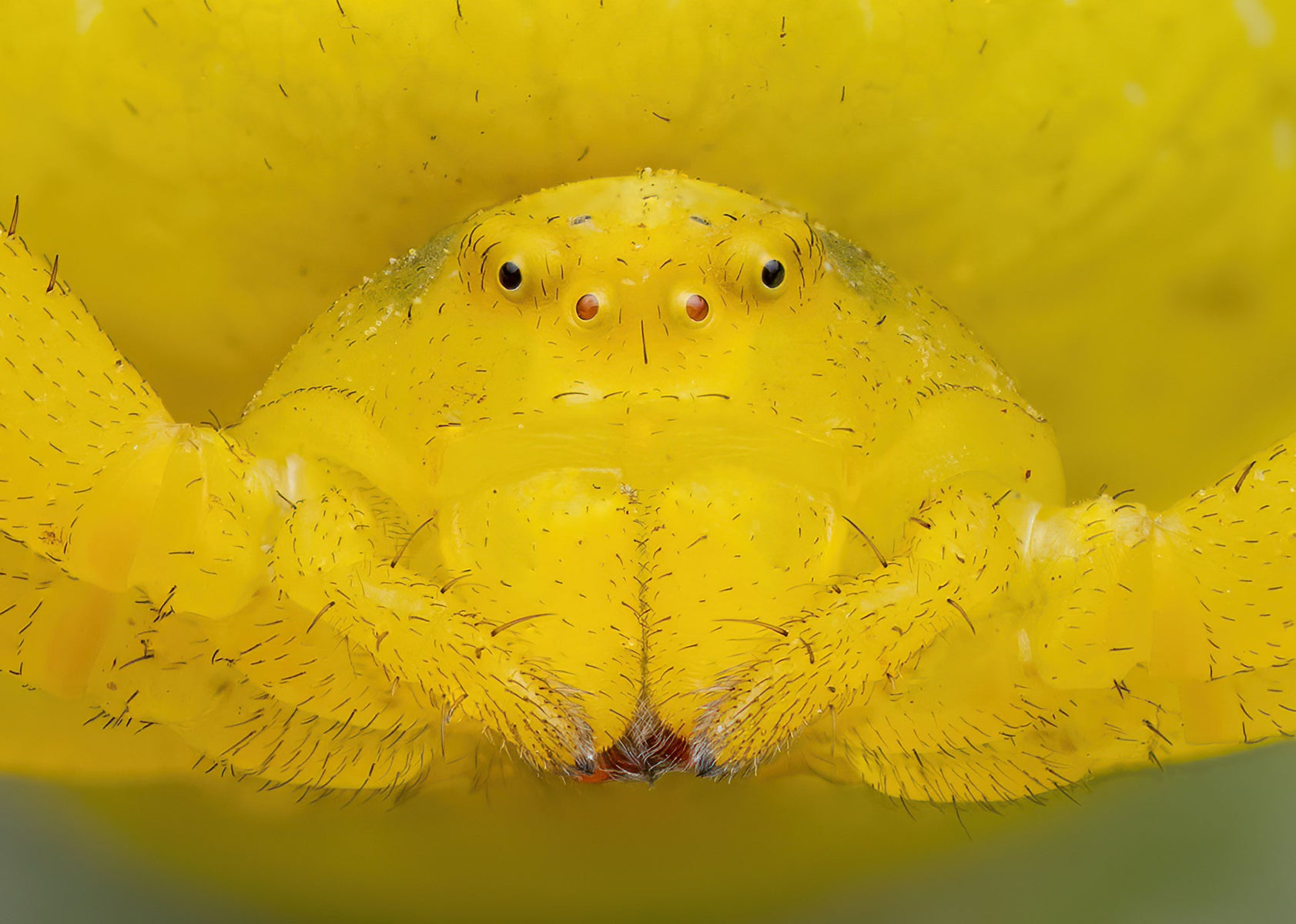 jpg/Alpha-Universe-WIMB-Nadja-Baumgartner-Misumena_vatia_female_19_pictures_Stack-1200_boundsfnu1js.jpg?height=1200&fit=bounds