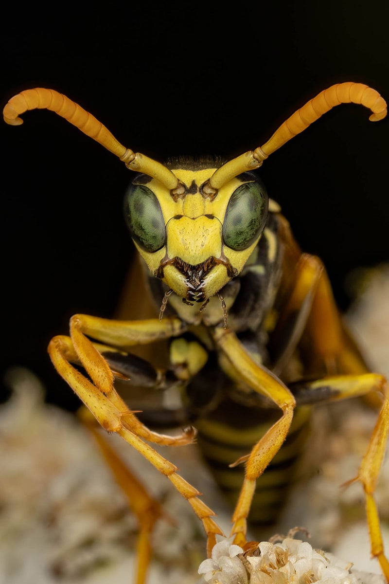 jpg/Alpha-Universe-WIMB-Nadja-Baumgartner-Polistes_dominula-1200_boundsbuv54i.jpg?height=1200&fit=bounds