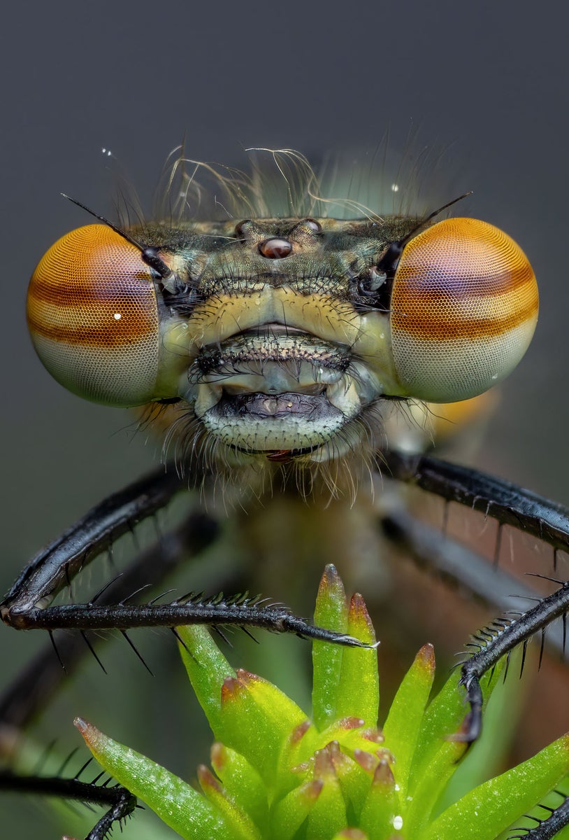 jpg/Alpha-Universe-WIMB-Nadja-Baumgartner-Pyrrhosoma_nymphula_female_20_pictures_Stack-1200_boundsguqgla.jpg?height=1200&fit=bounds