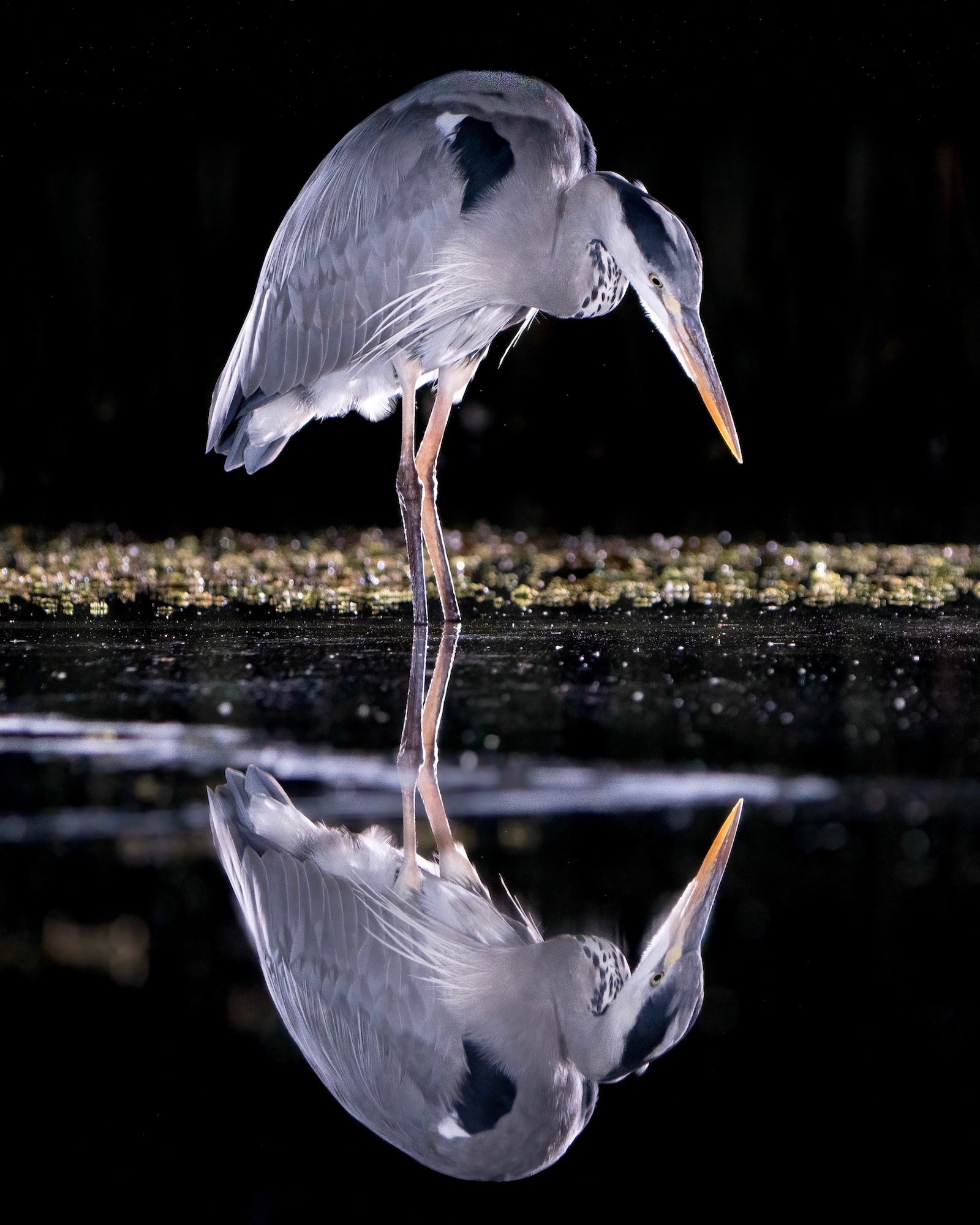 Photo by Nathan & Jess Jones. Sony Alpha 7R IV. Sony 200-600mm f/5.6-6.3 G. 1/500-sec., f/5.6, ISO 2000