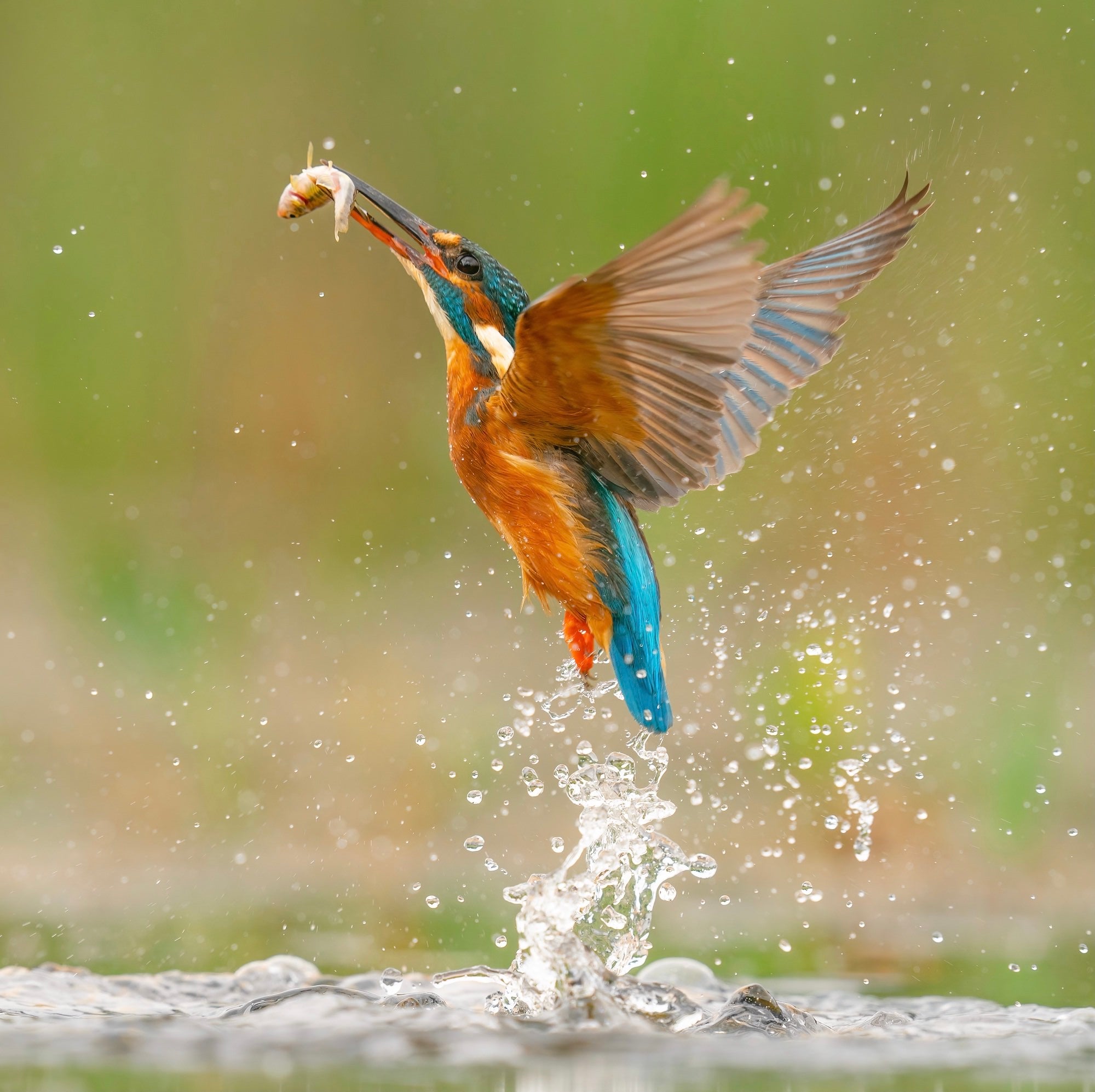 Photo by Nathan & Jess Jones. Sony Alpha 9. Sony 400mm f/2.8 G Master. 1/3200-sec., f/5.6, ISO 400