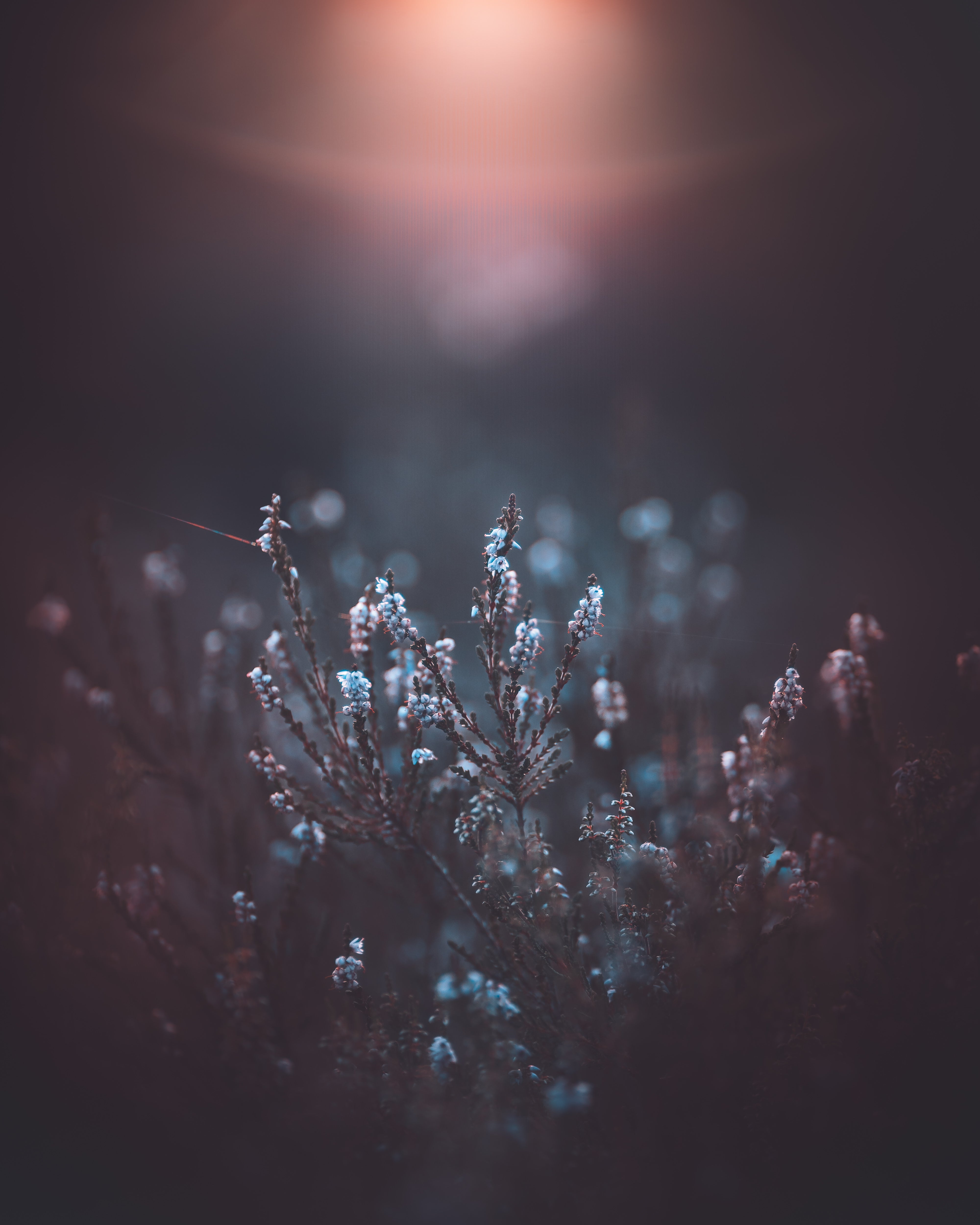 Photo by Olivia Rosendahl. Sony Alpha 7 III. Sony 85mm f/1.8. 1/2500-sec., f/1.8, ISO 250