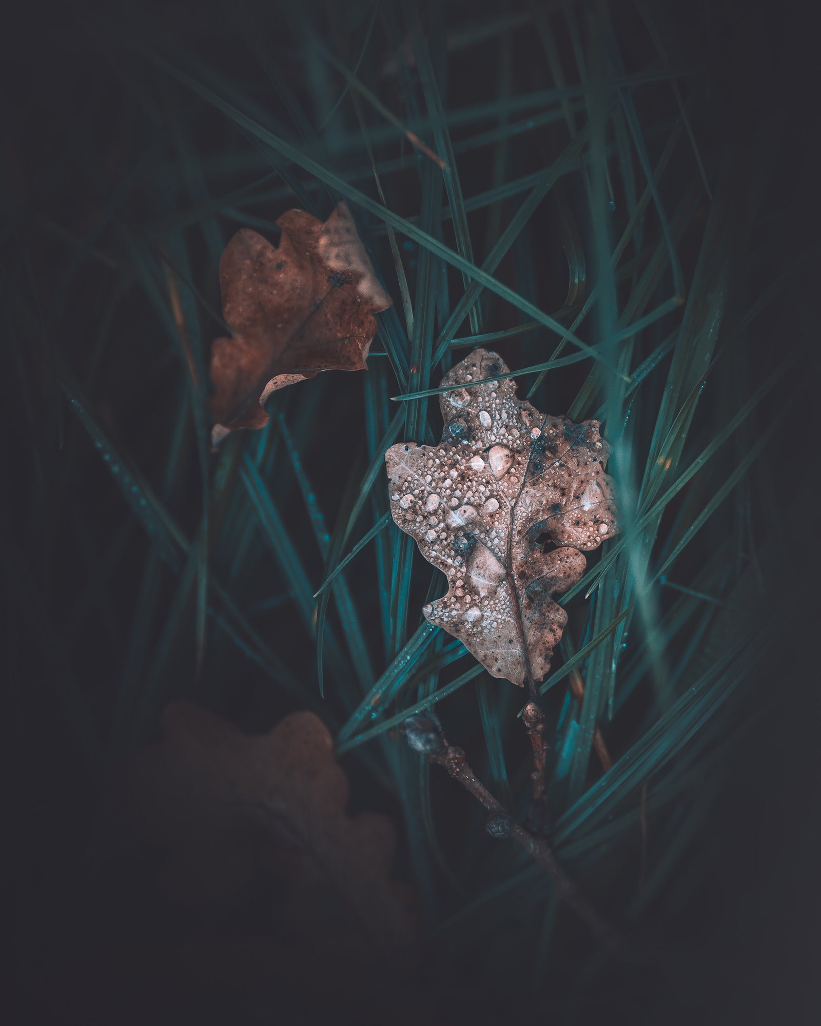 Photo by Olivia Rosendahl. Sony Alpha 7 III. Sony 85mm f/1.8. 1/6400-sec., f/1.8, ISO 640