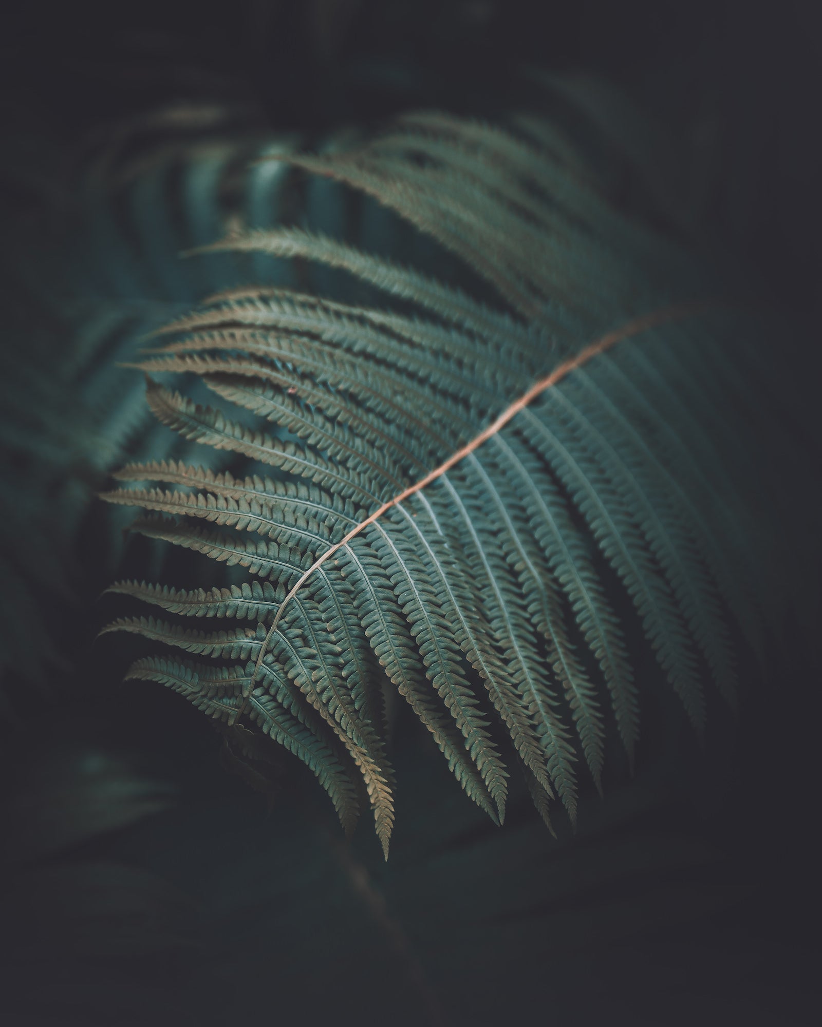 Photo by Olivia Rosendahl. Sony Alpha 7 III. Sony 85mm f/1.8. 1/3200-sec., f/1.8, ISO 320
