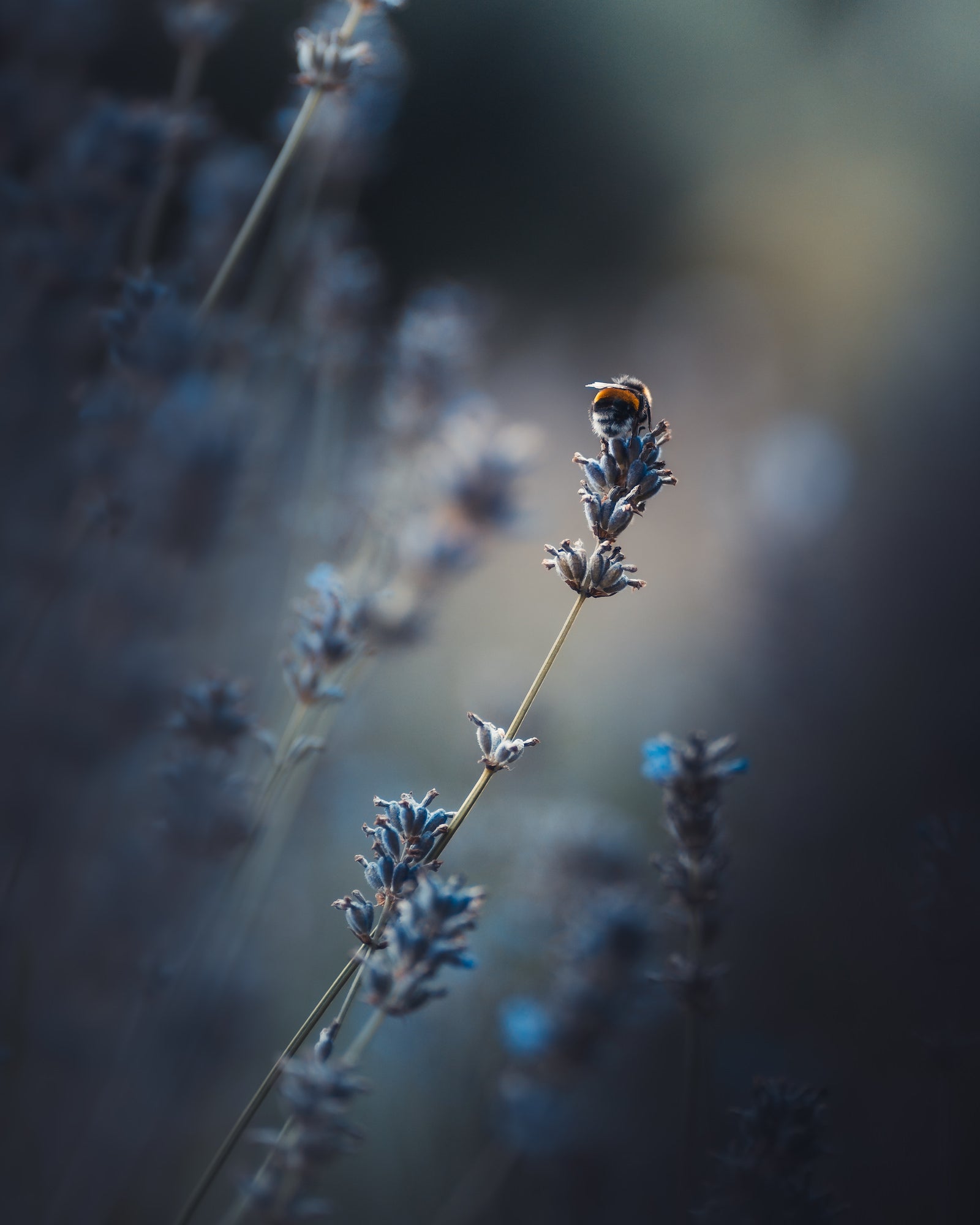 Photo by Olivia Rosendahl. Sony Alpha 7 III. Sony 85mm f/1.8. 1/4000-sec., f/2, ISO 400