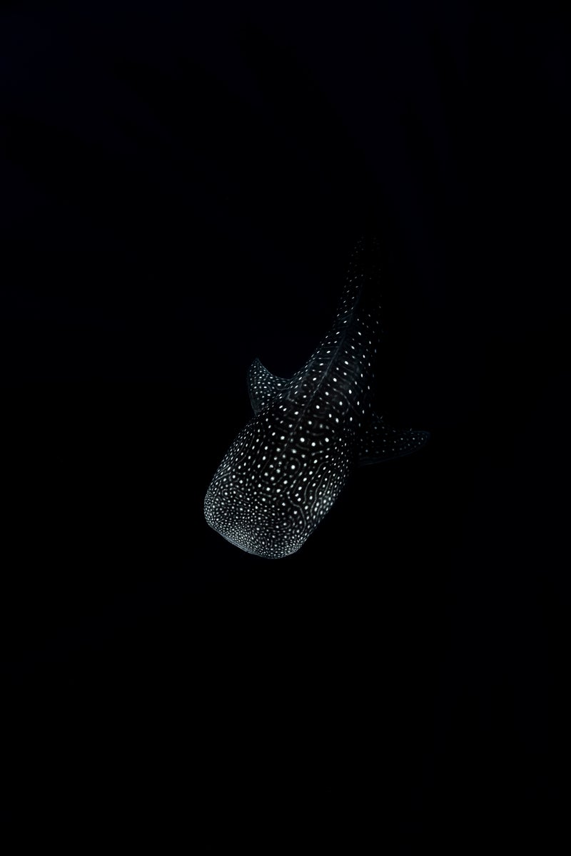 jpg/Alpha-Universe-WIMB-Ollie-Clarke-6-1200_bounds2hh1kx.jpg?height=1200&fit=bounds