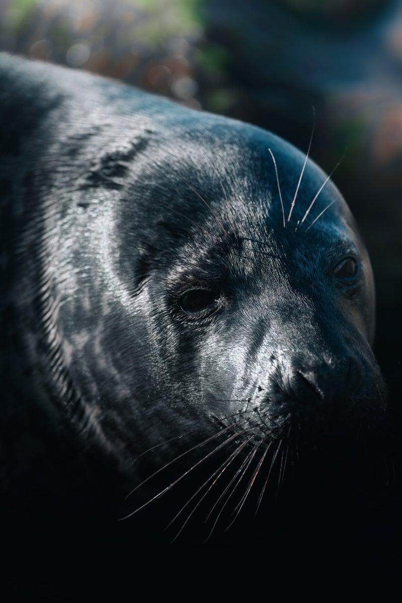jpg/Alpha-Universe-WIMB-Petri-Ma-kitalo-Seal-A1-70-200GM-1200_boundsdsfgqk.jpg?height=1200&fit=bounds