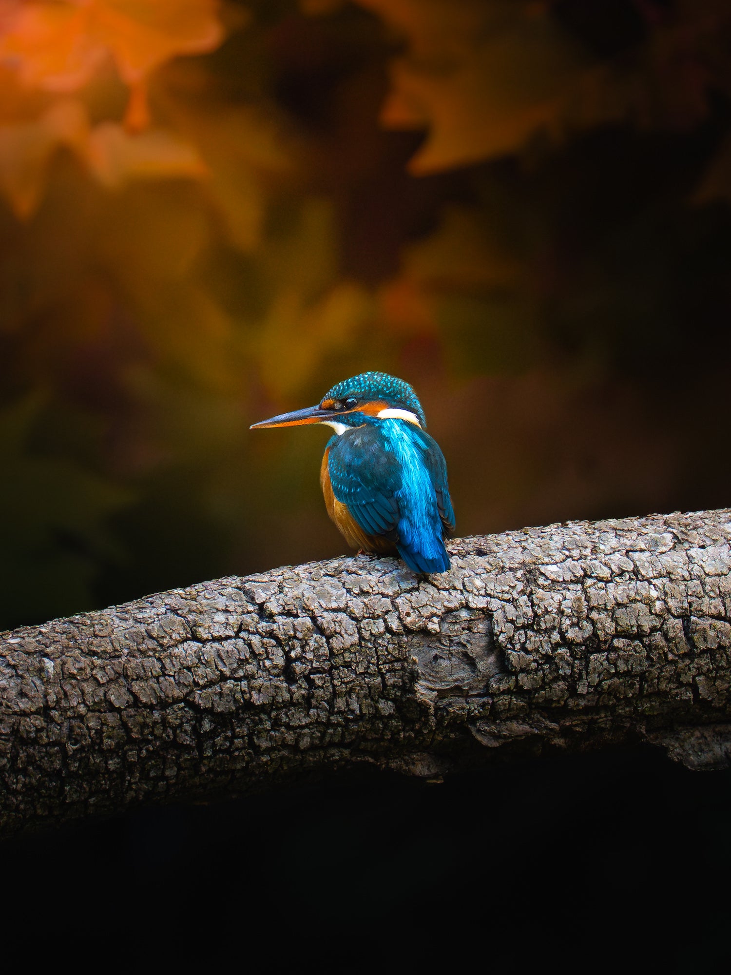 Kingfisher perched on autumn branch in mist, photographed with Sony Alpha 7 IV and FE 200&ndash;600mm