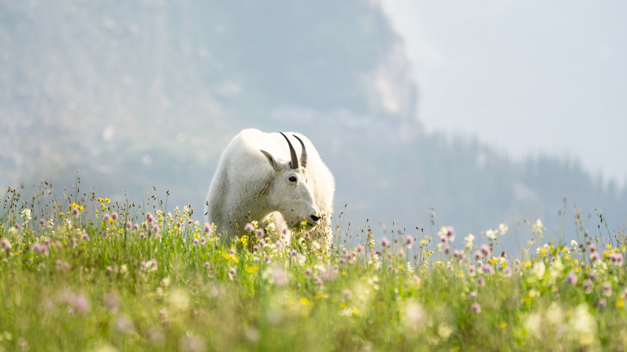 Alpha-Universe-WIMB-RJR-mountain-goat-sony-100-400.jpg