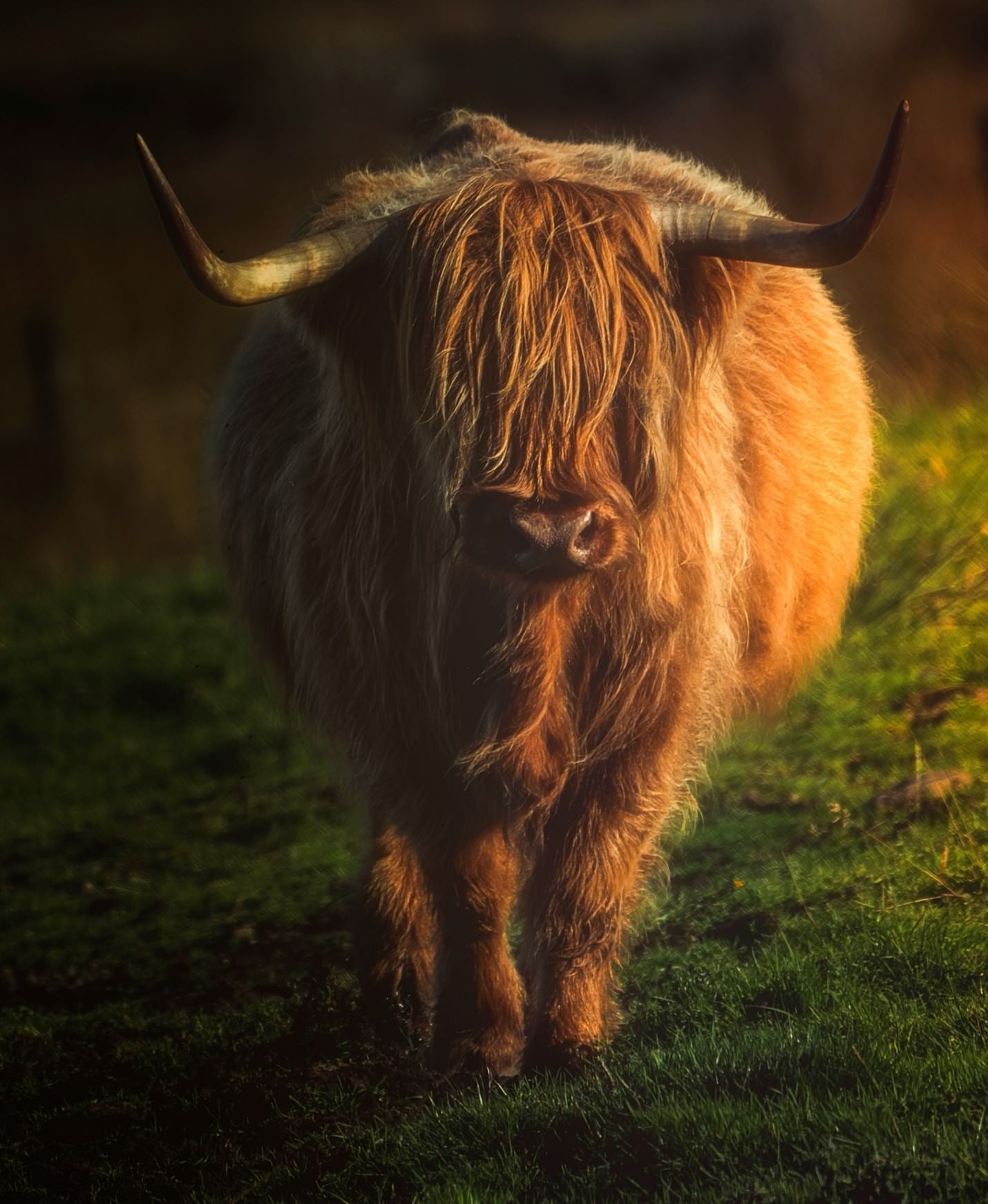 &ldquo;Majestic fluffiness of a Highland Coo in the Scottish Highlands.&rdquo; Photo by Raj Bose. Sony Alpha 1. Sony 100-400mm f/4.5-5.6 G Master. 1/500-sec., f/5.6, ISO 100