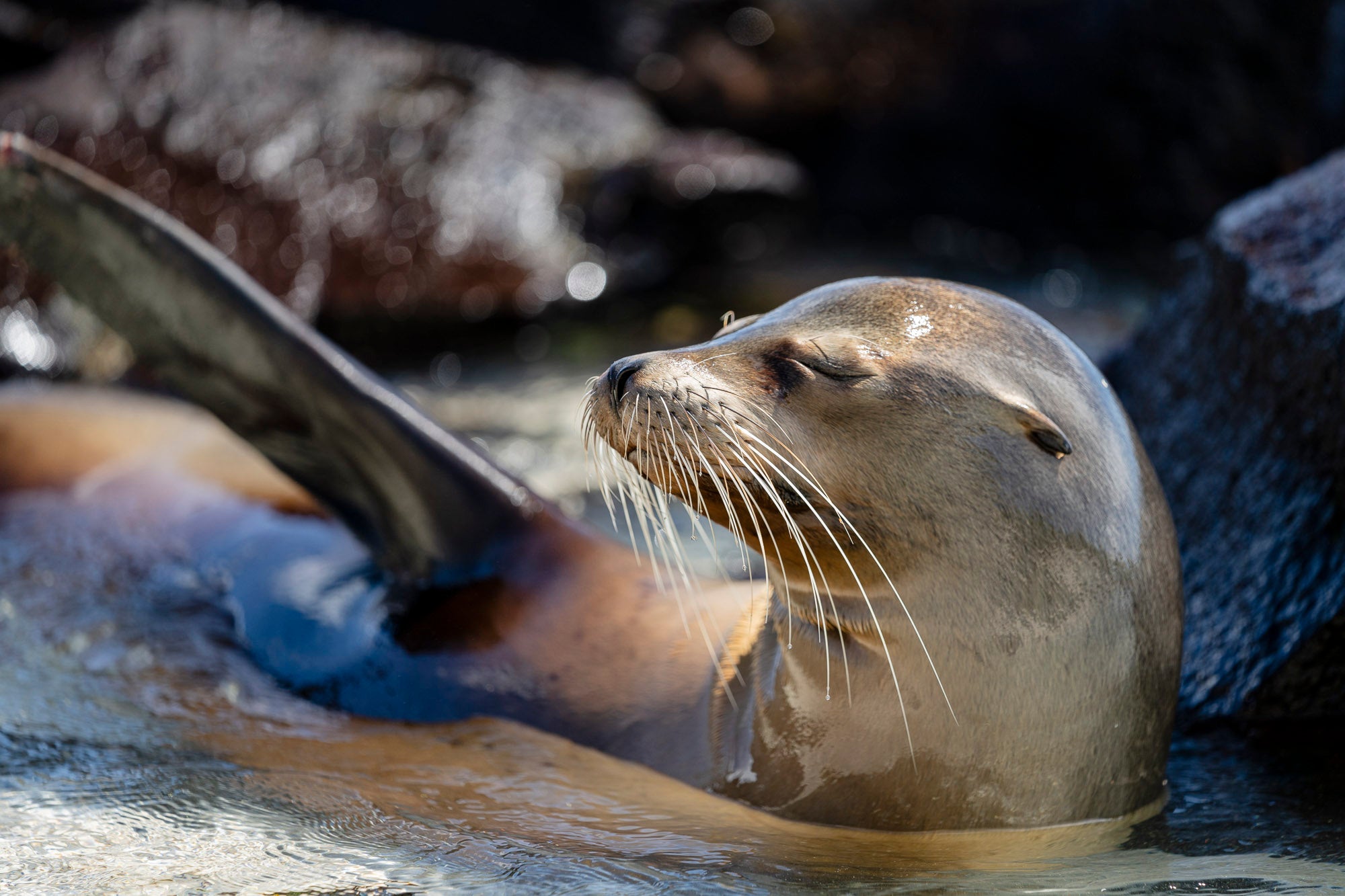 Photo by Richard Condlyffe. Sony Alpha 7R IV. Sony 70-200mm f/2.8 G Master. 1/500-sec., f/2.8, ISO 200