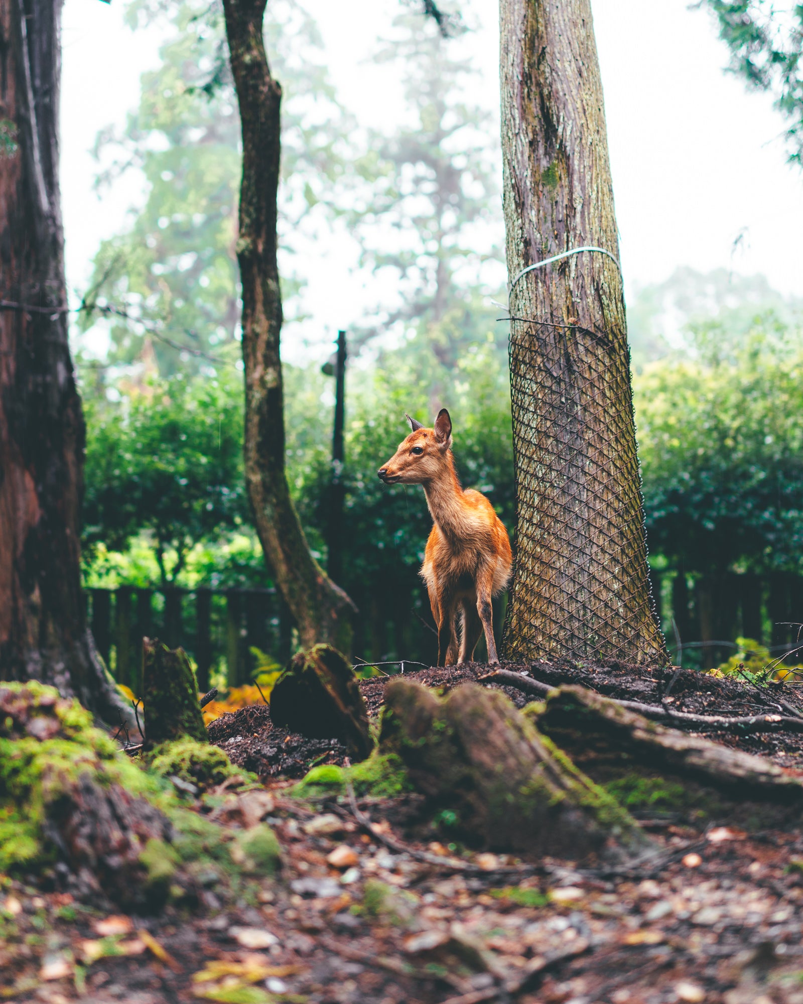 Photo by Sameer Ahmed. Sony Alpha 7R III. Sony 55mm f/1.8. 1/60-sec., f/2, ISO 100