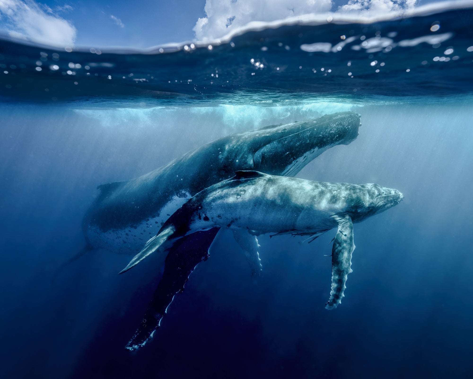 Todd Frame uses the Alpha 7R V to photograph wildlife