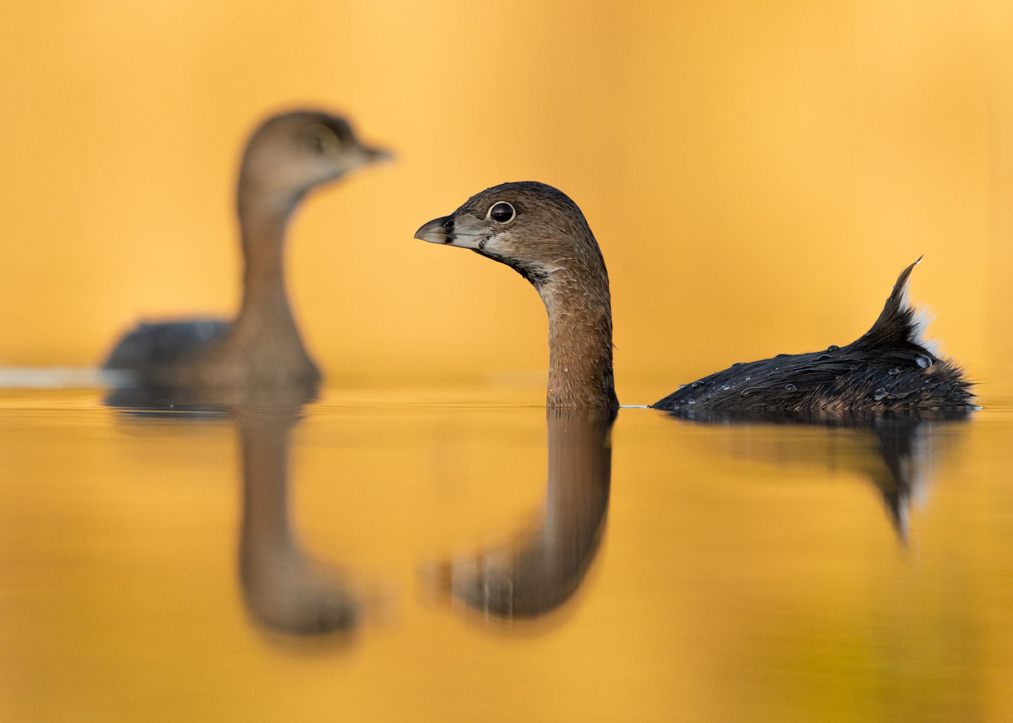 Photo by Vance Solseth. Sony Alpha 7 III. Sony 200-600mm f/5.6-6.3 G.