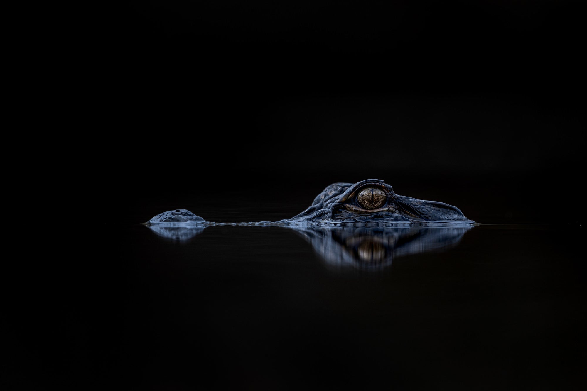 Photo by Vance Solseth. Sony Alpha 7 III. Sony 200-600mm f/5.6-6.3 G.