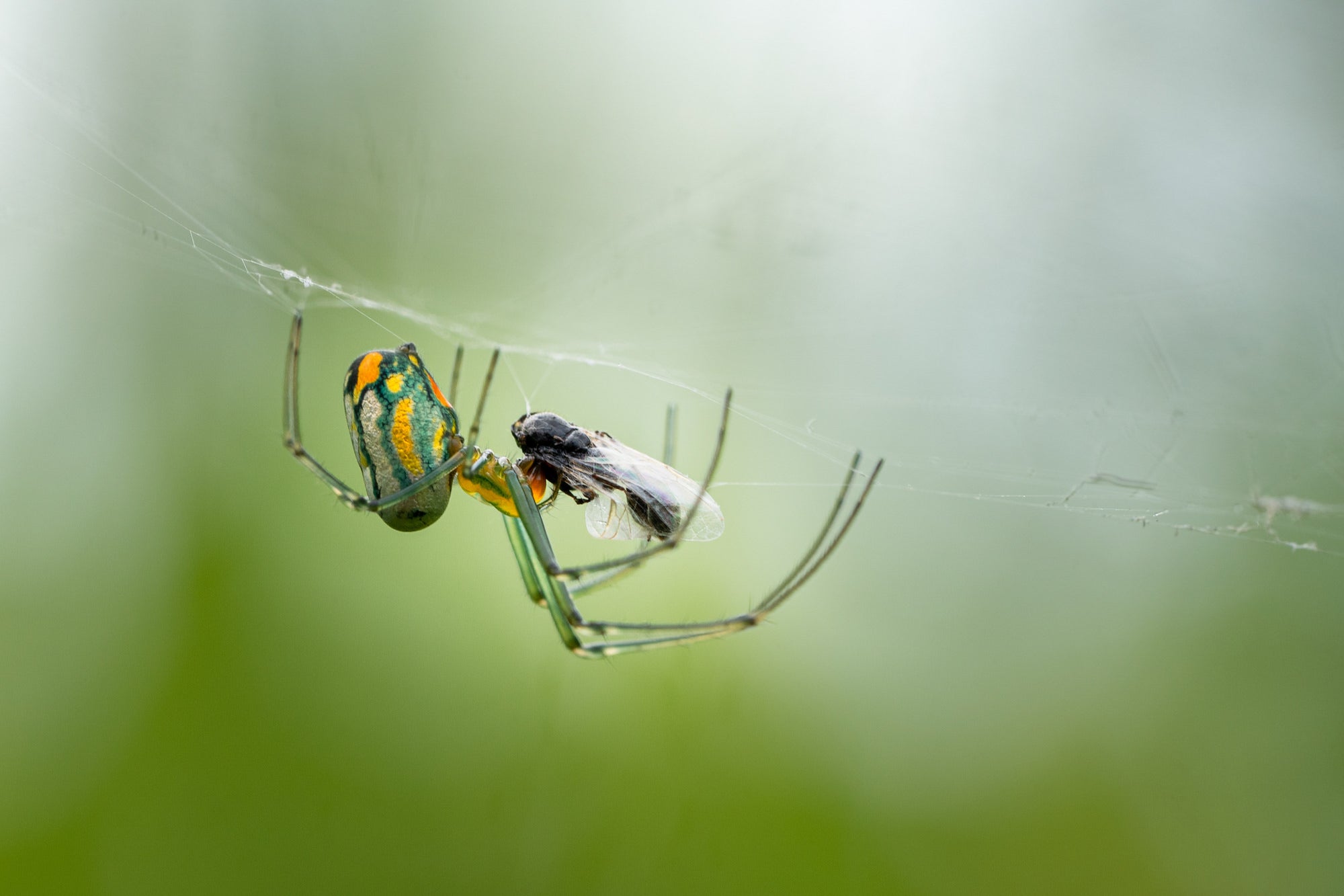 Photo by Vance Solseth. Sony Alpha 7 III. Sony 90mm f/2.8 Macro G.
