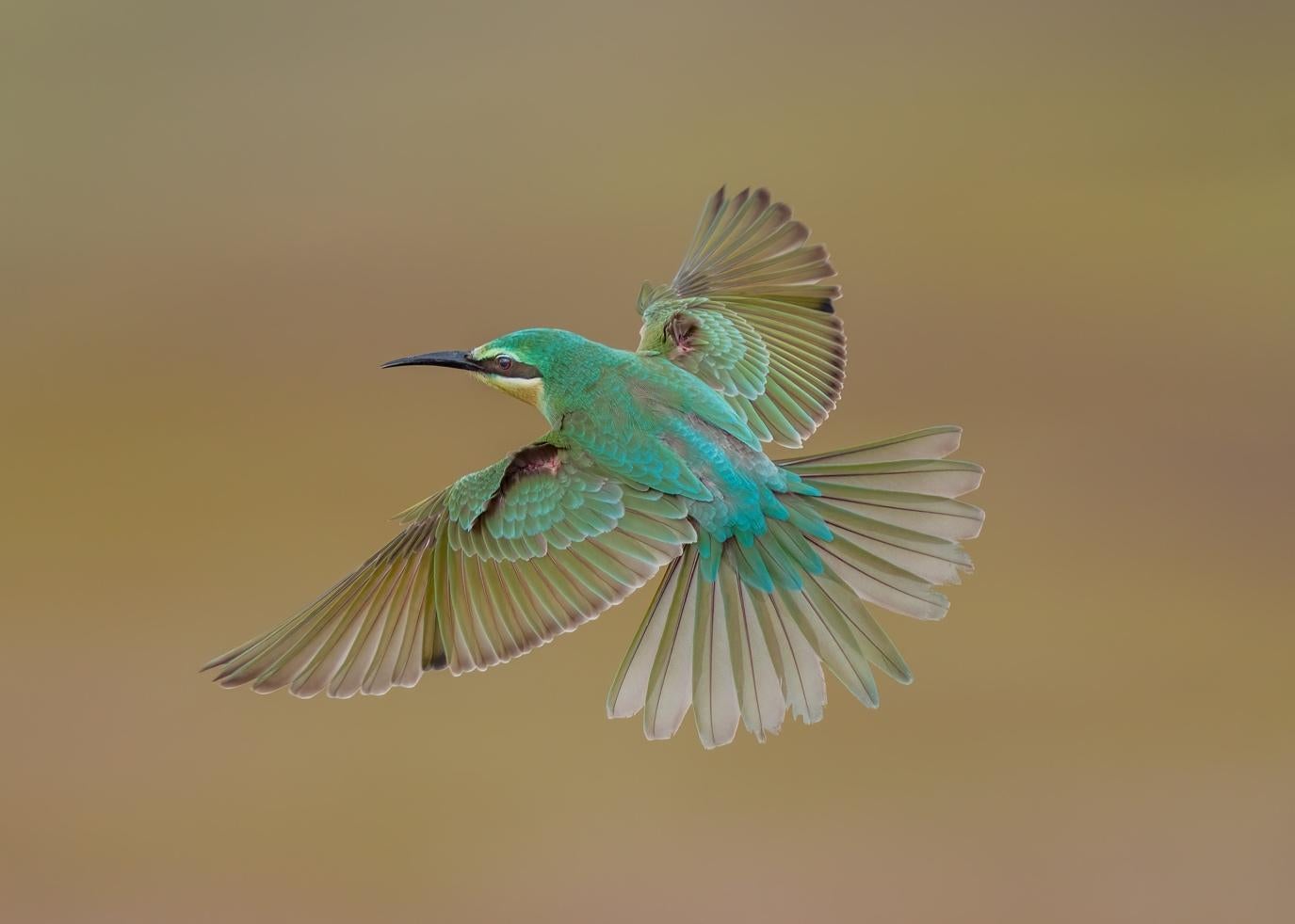 Photo by Venki Ramasubramoni. Sony Alpha 1. Sony 400mm f/2.8 G Master + 1.4X TC. 1/2500-sec., f/4, ISO 400