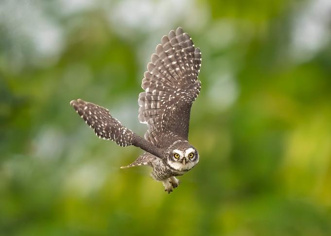 Photo by Venki Ramasubramoni. Sony Alpha 1. Sony 400mm f/2.8 G Master + 1.4X TC. 1/2000-sec., f/4, ISO 400