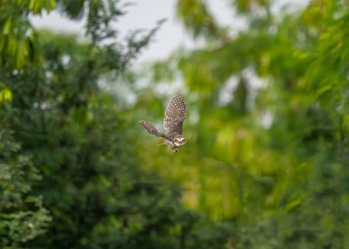 Photo by Venki Ramasubramoni. Sony Alpha 1. Sony 400mm f/2.8 G Master + 1.4X TC. 1/2000-sec., f/4, ISO 400