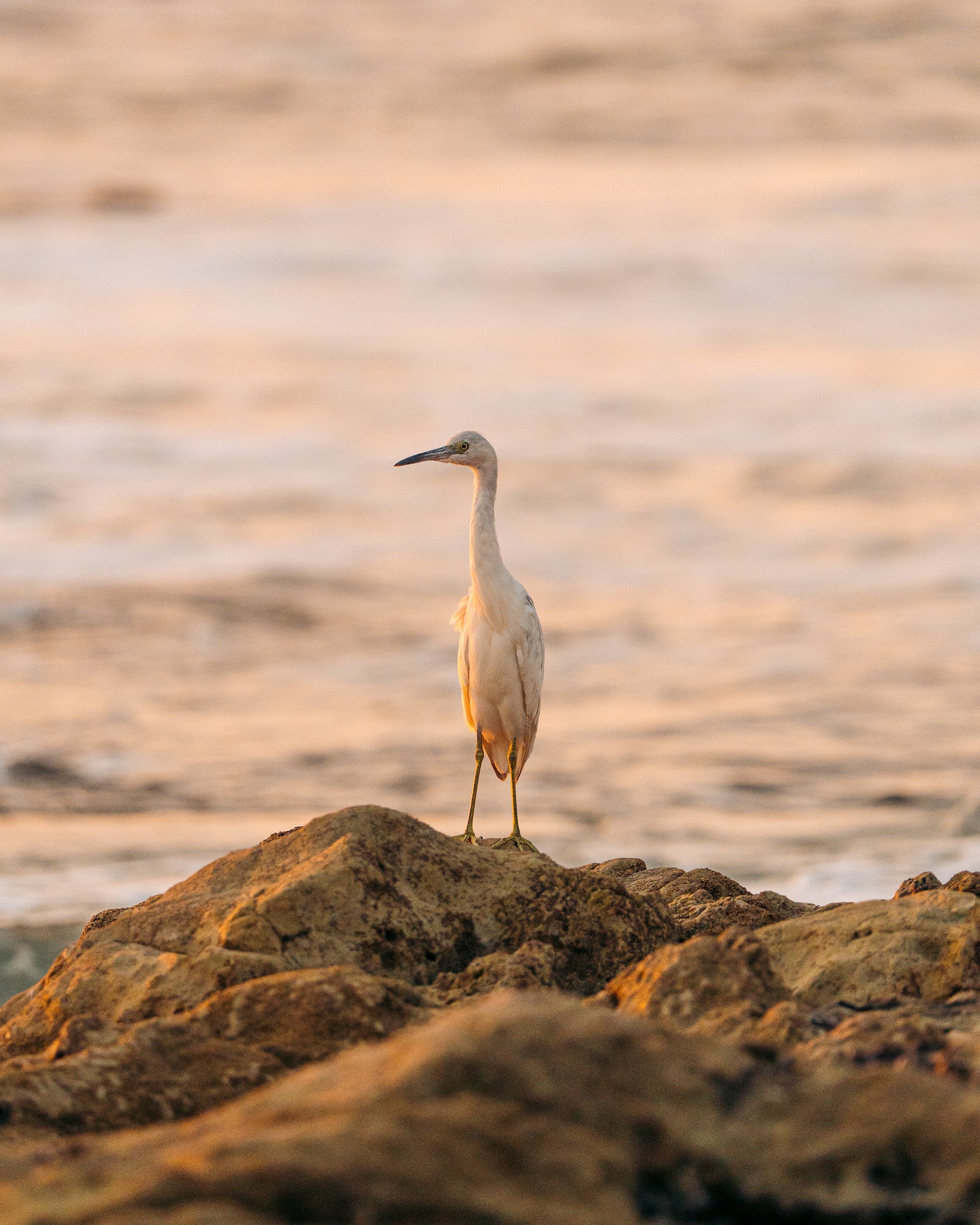 Photo by Violet Nova. Sony Alpha 7R V. Sony 70-200mm f/2.8 G Master II. 1/2000-sec., f/2.8, ISO 800