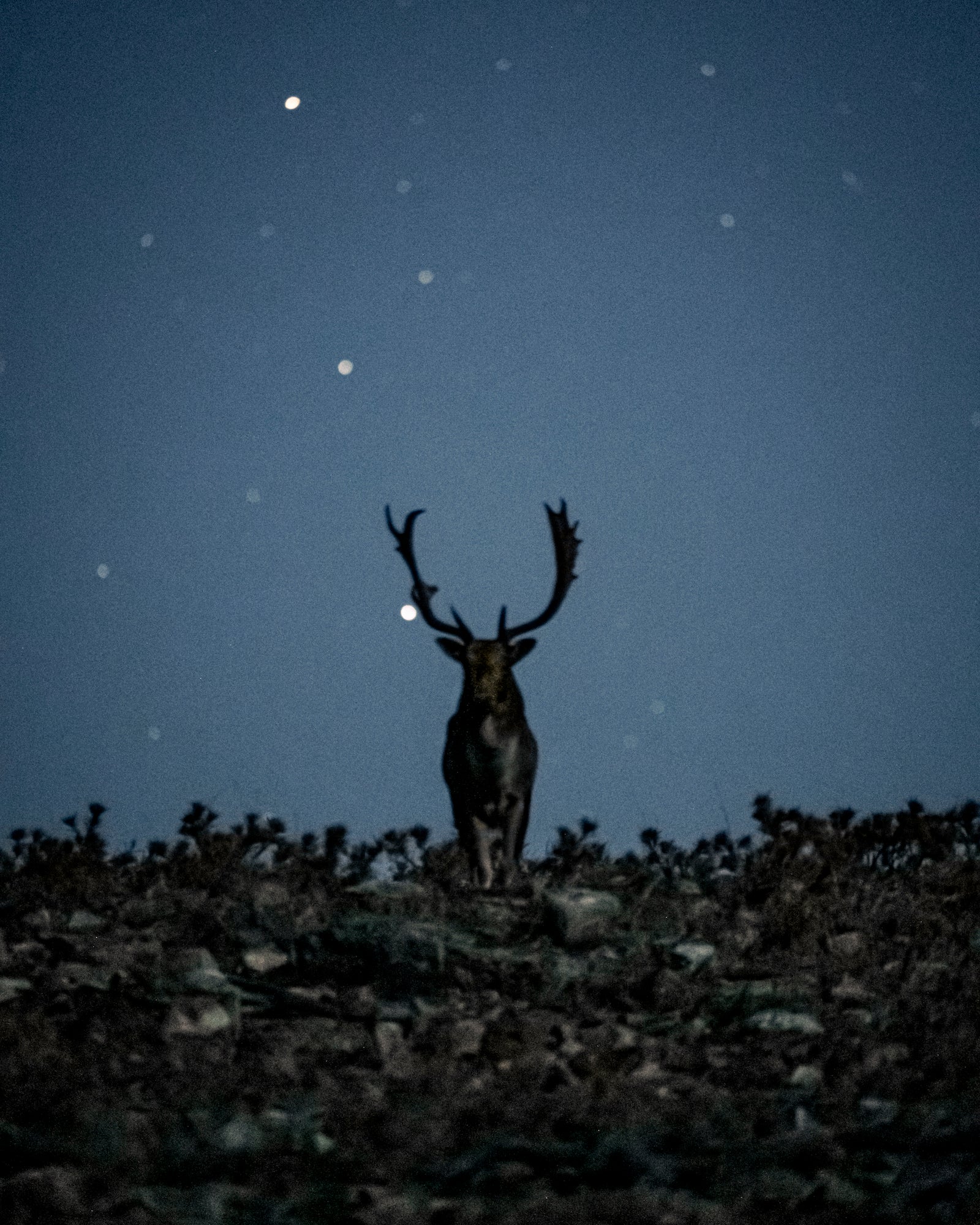 Alpha-Universe-WIMB-Will-Godward-The-Buck.jpg