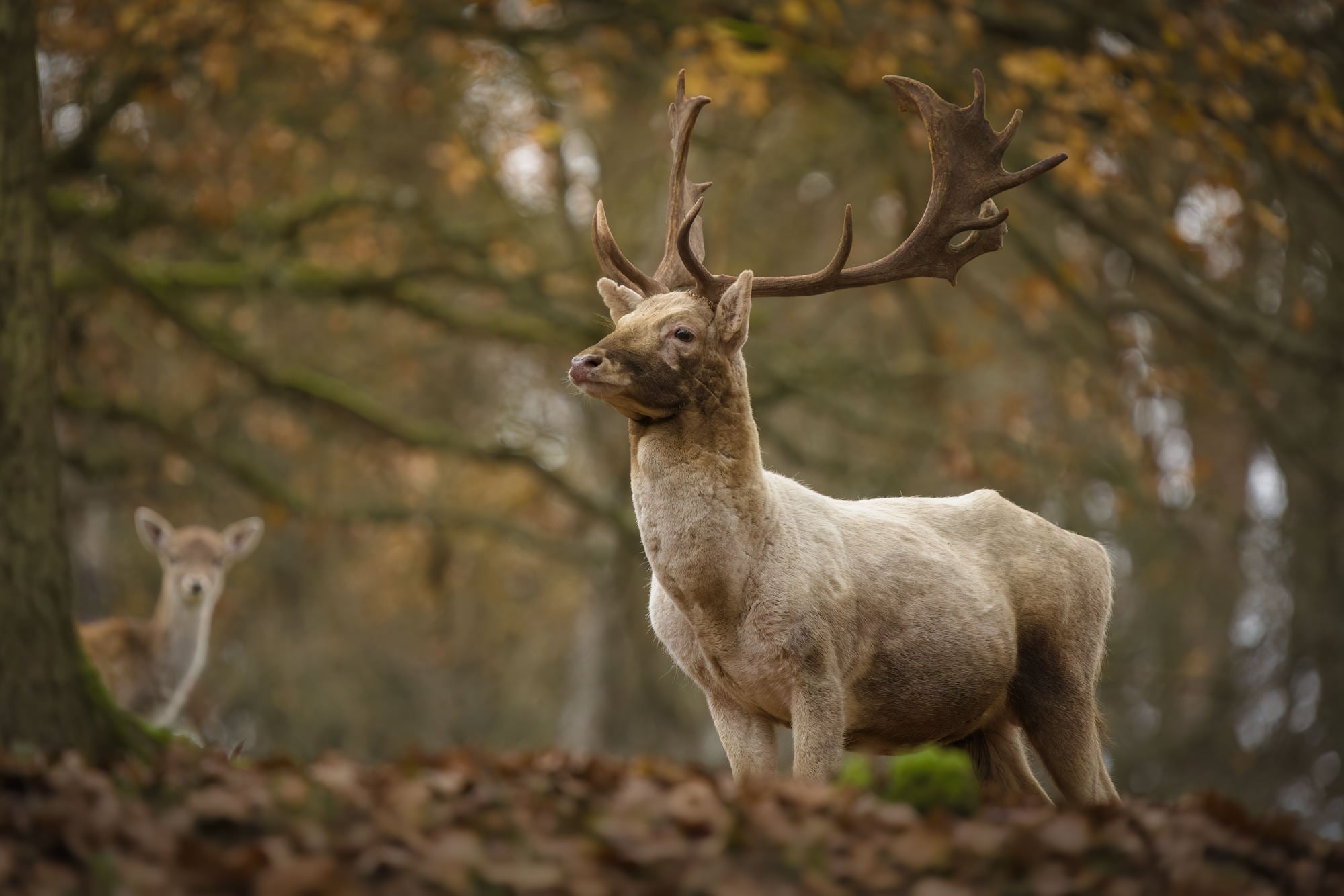 Photo by Wojciech Sobiesiak. Sony Alpha 7 III. Sony 200-600mm f/5.6-6.3 G. 1/400-sec., f/6.3, ISO 6400