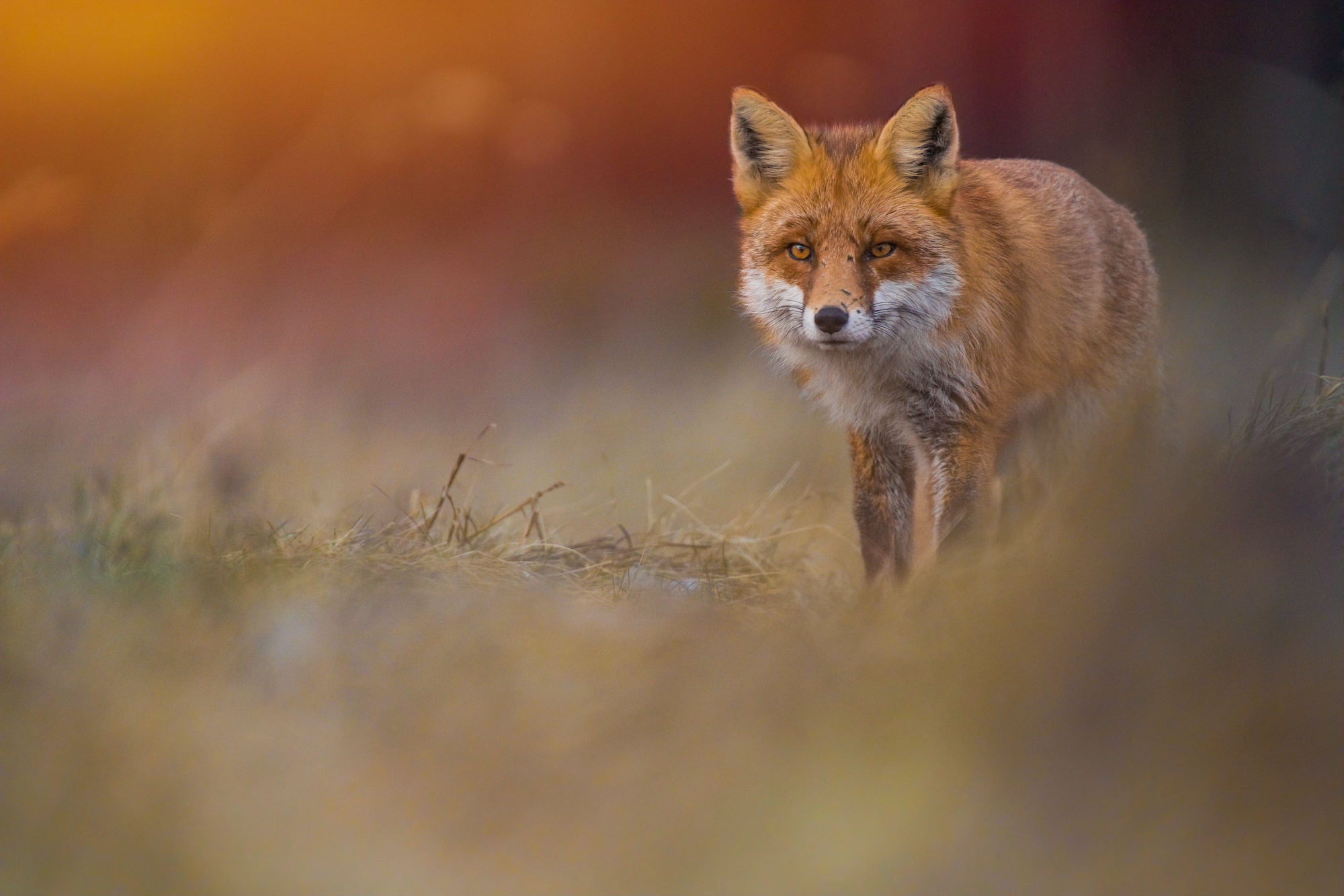 Photo by Wojciech Sobiesiak. Sony Alpha 7 III. Sony 200-600mm f/5.6-6.3 G. 1/3200-sec., f/6.3, ISO 3200