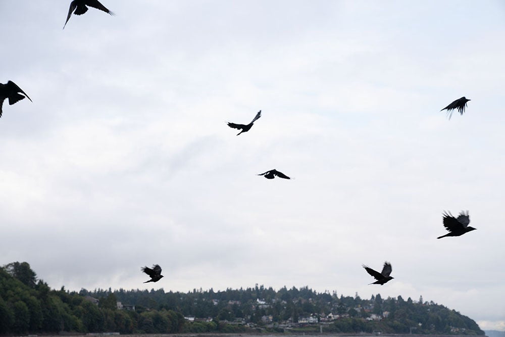 Alpha-Universe-White-Wall-Portraits-Stacy-Honda-crows.jpg Alpha-Universe-White-Wall-Portraits-Stacy-Honda-crows.jpg