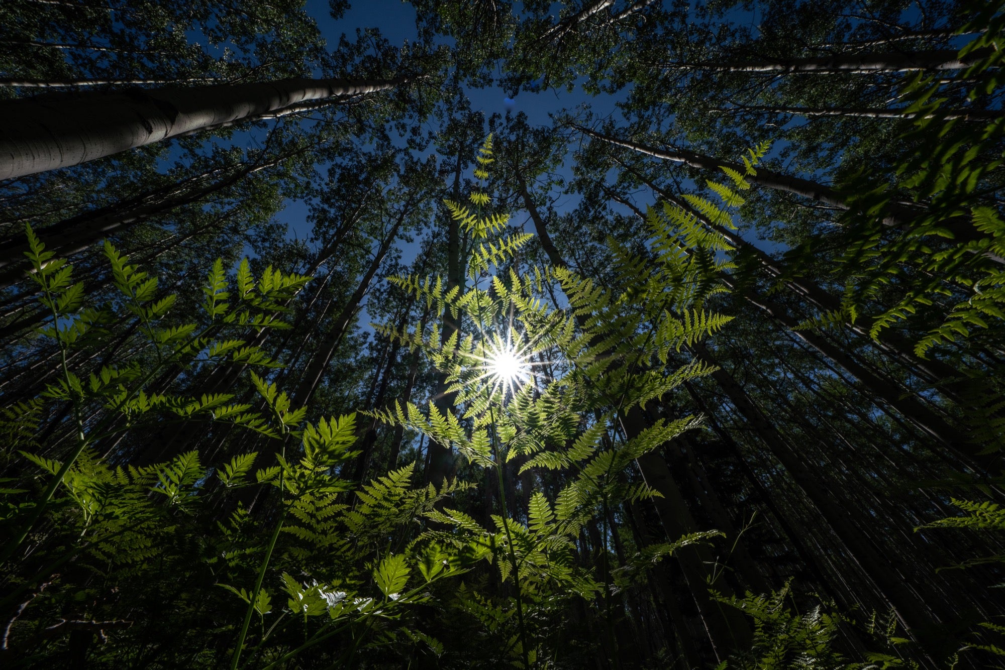 Alpha-Universe-photo-by-Andy-Mann-Sony-12-24mm-G-MasterAJM06609-2.jpg