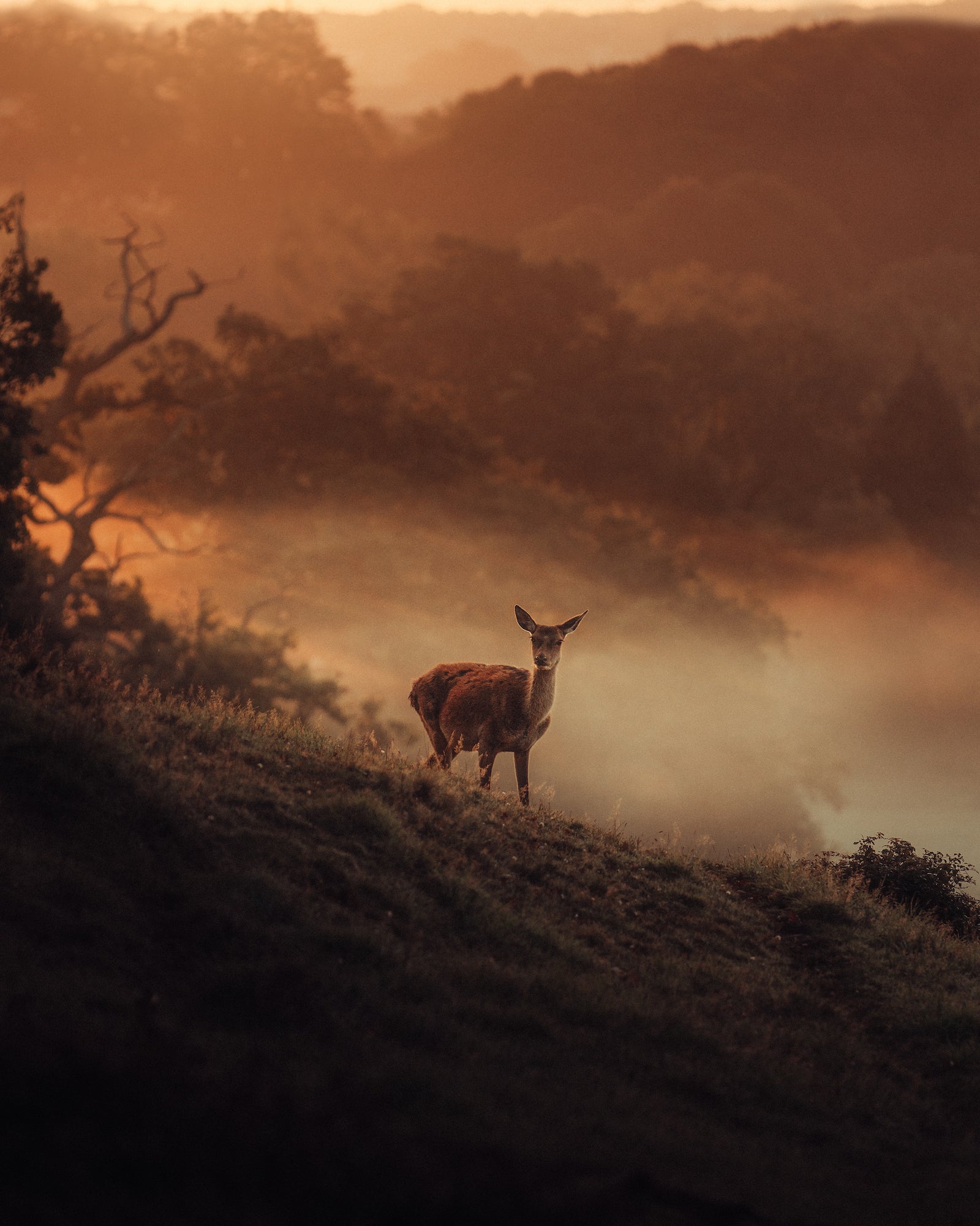 Alpha-Universe-photo-by-Gareth-Llewellyn-instagram-withgar-red-deer.jpg