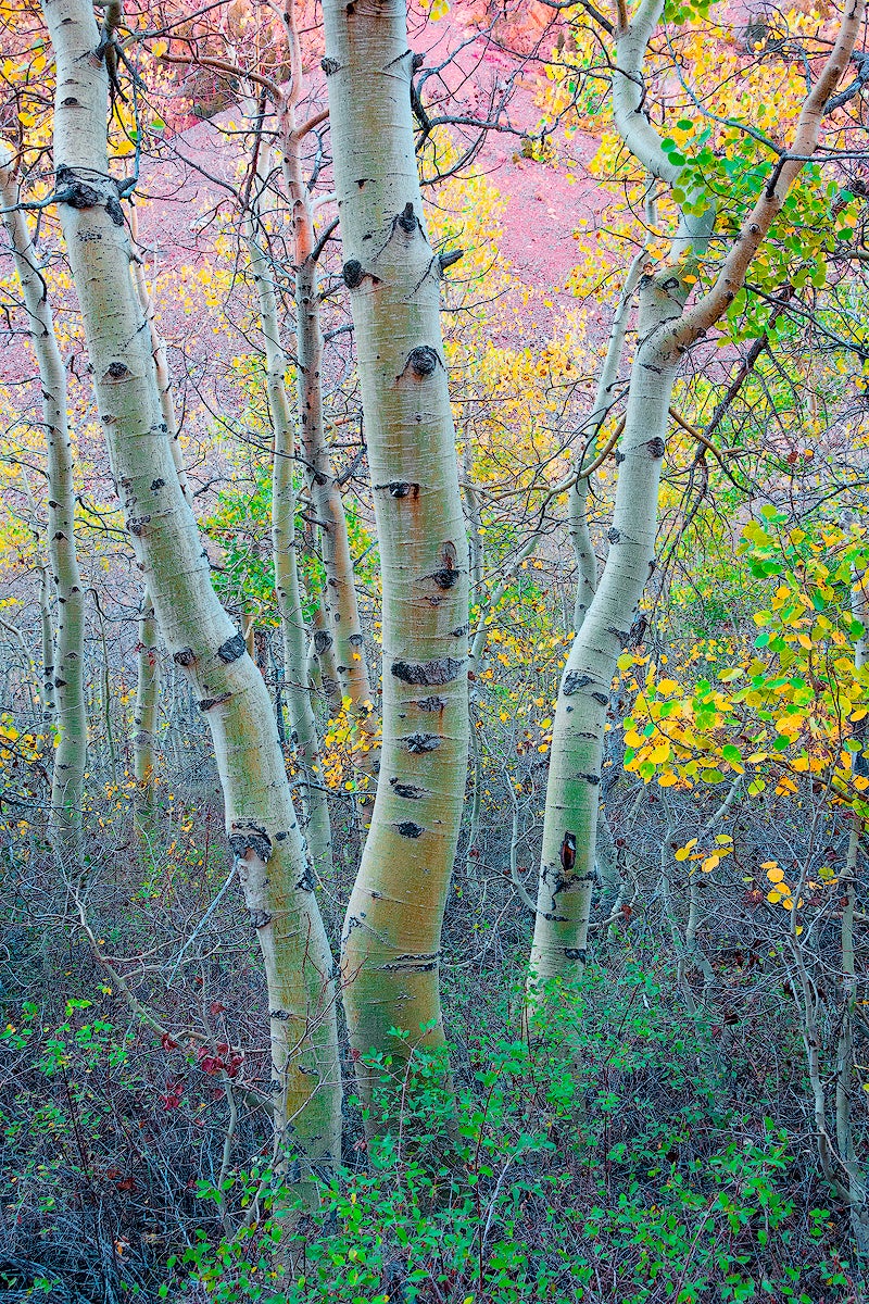 Don_Smith-Aspen-Trunks,-Lundy-Canyon-RX100M4.jpg
