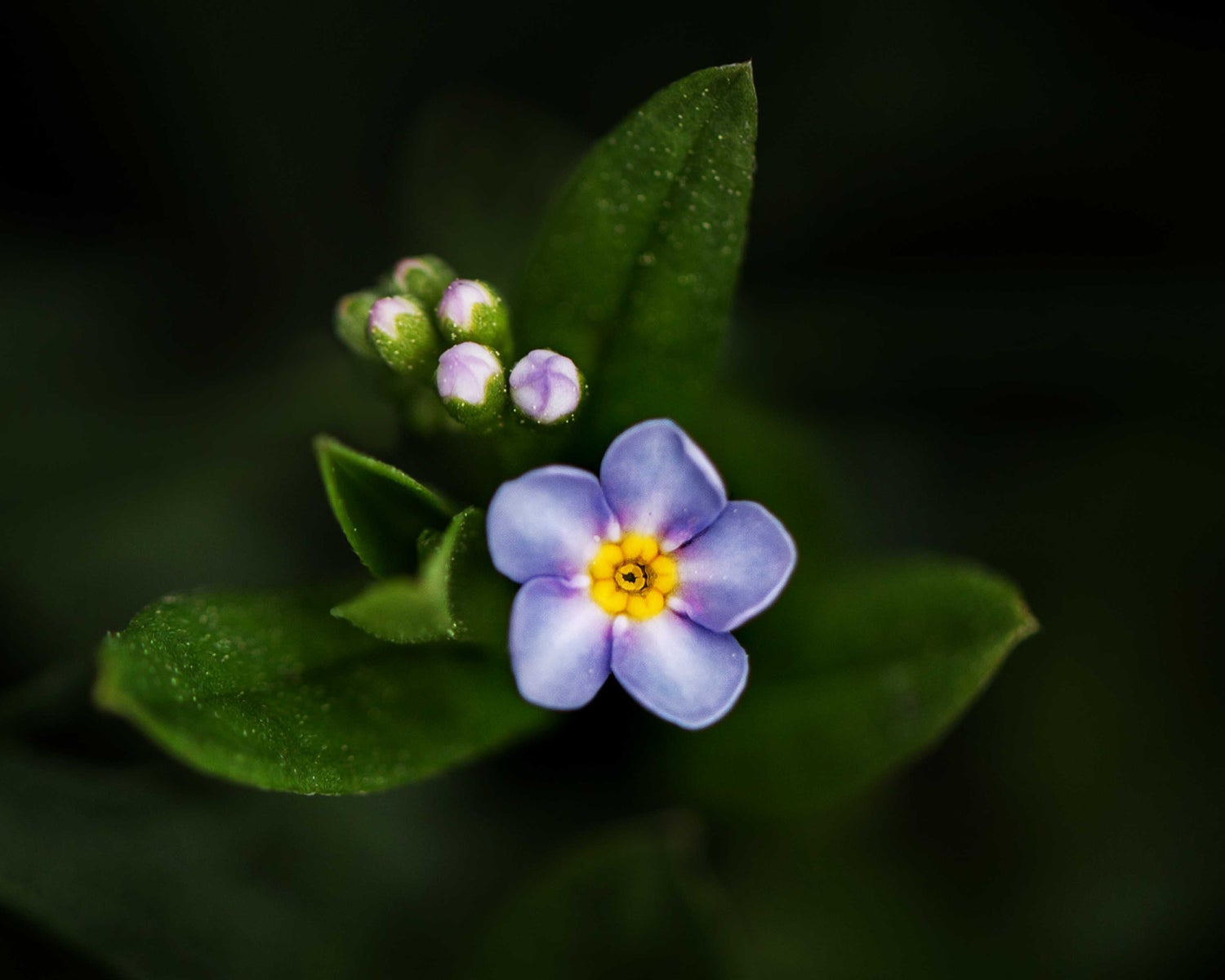 jpg/Forget-me-not2-1200_boundsuakij4.jpg?height=1200&fit=bounds