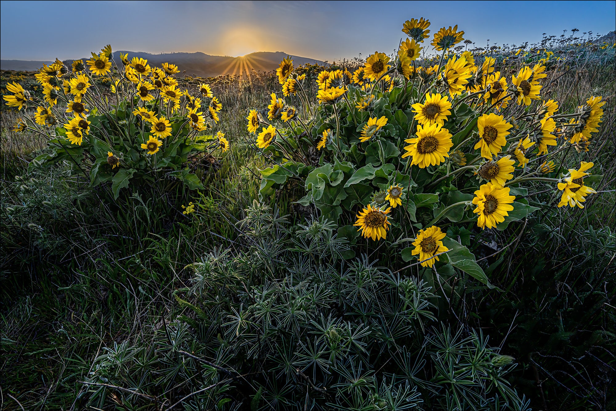 Sony-Alpha-Universe-Photo-by-Gary-Hart-14mm-GM-a7RIVMcCallWildflowersart.jpg