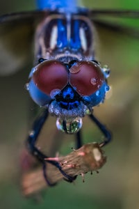 Xie Gigi is our “Macro” theme micro-grant winner.