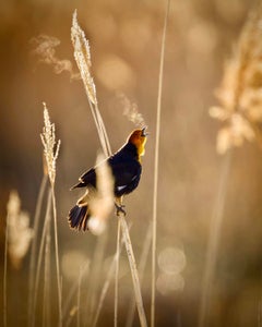 Shauna Hart is our Golden Hour theme micro-grant winner.