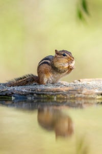 Tina Horne is our Wildlife theme micro-grant winner.